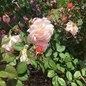 Meet your Posher, Aparna